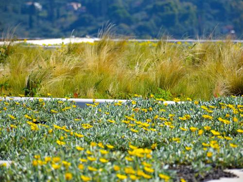 Trailing gavania and Mexican feather grass on a rooftop